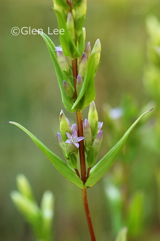 Gentianella amarella photos Saskatchewan Wildflowers